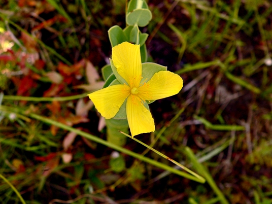 {Hypericum crux-andreae}